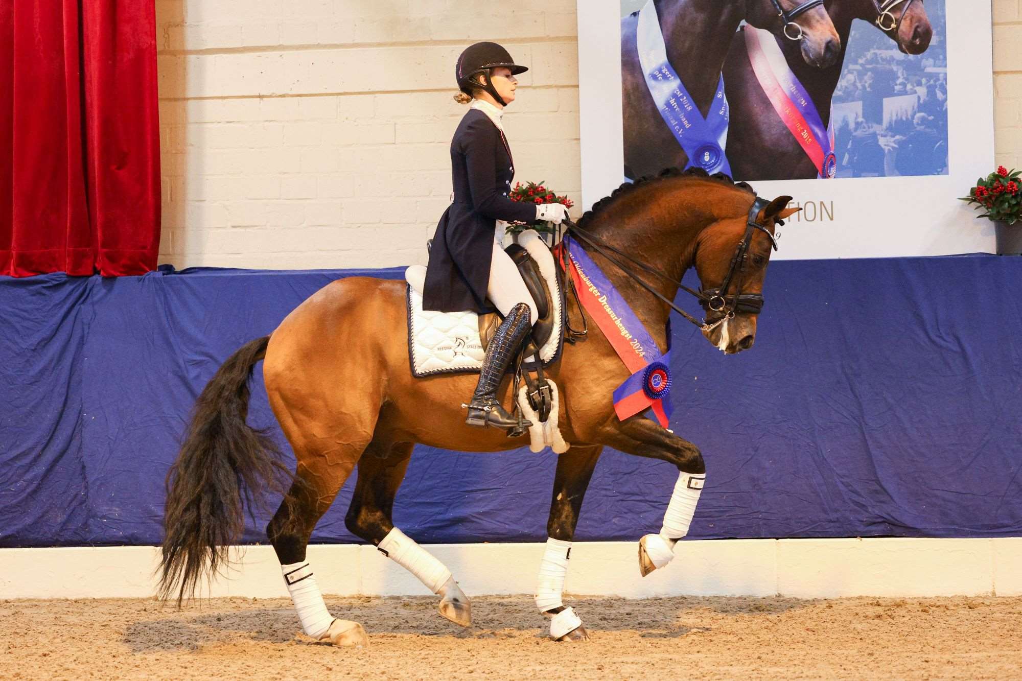 Vaderland Stallion Vaderland Stallion